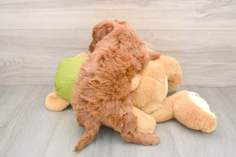 Playful Mini Groodle Poodle Mix Puppy