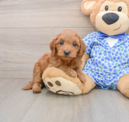 7 week old Mini Goldendoodle Puppy For Sale - Premier Pups