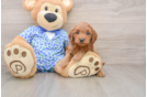 Little Mini Goldenpoo Poodle Mix Puppy