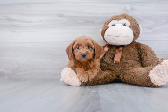 Happy Mini Goldendoodle Baby