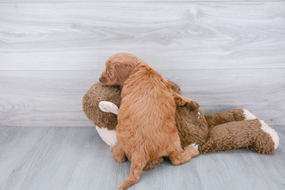 Mini Goldendoodle Pup Being Cute