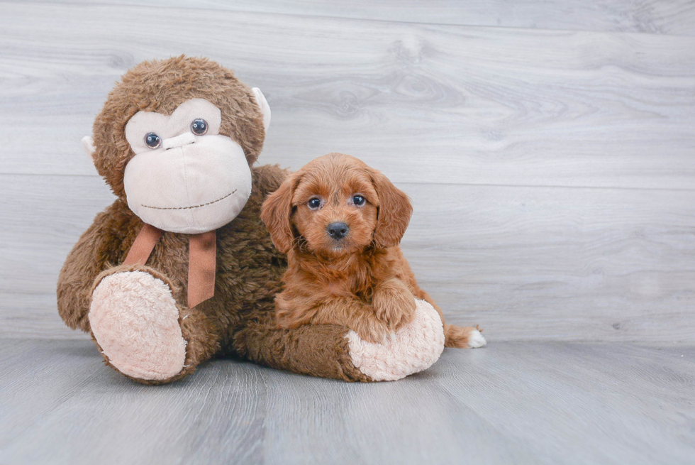 Fluffy Mini Goldendoodle Poodle Mix Pup