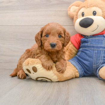 Popular Mini Goldendoodle Poodle Mix Pup