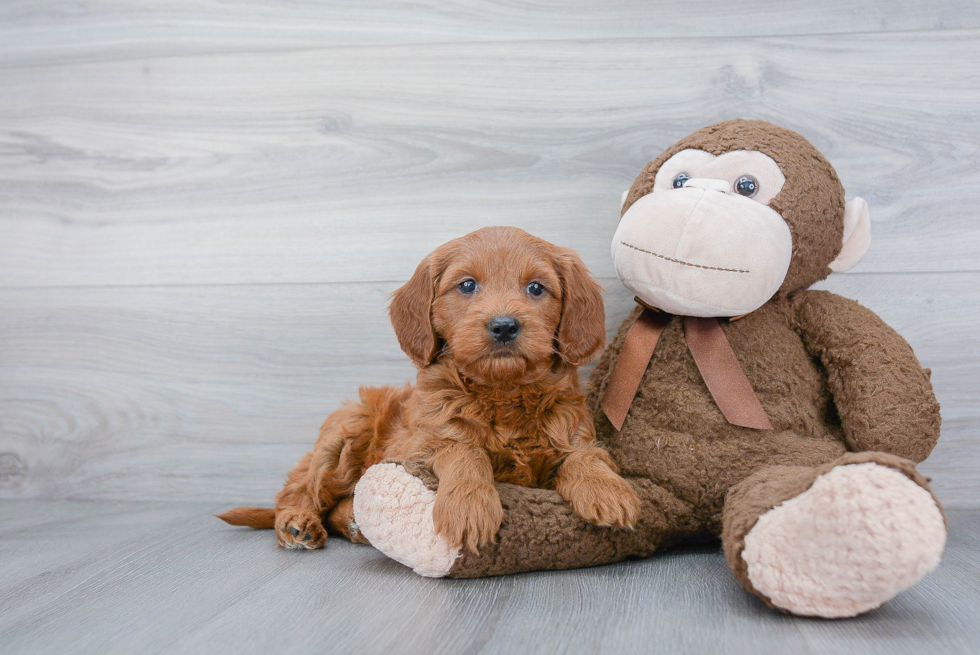 Fluffy Mini Goldendoodle Poodle Mix Pup