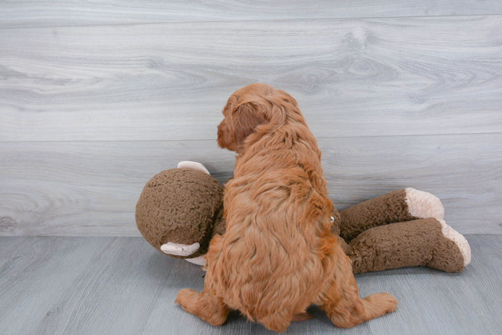 Best Mini Goldendoodle Baby