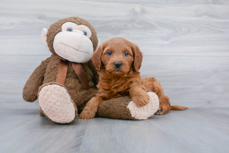 Cute Mini Goldendoodle Baby