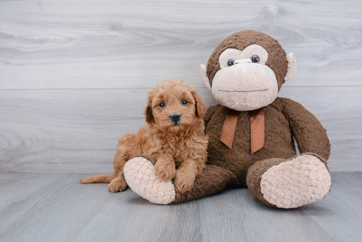 Mini Goldendoodle Puppy for Adoption