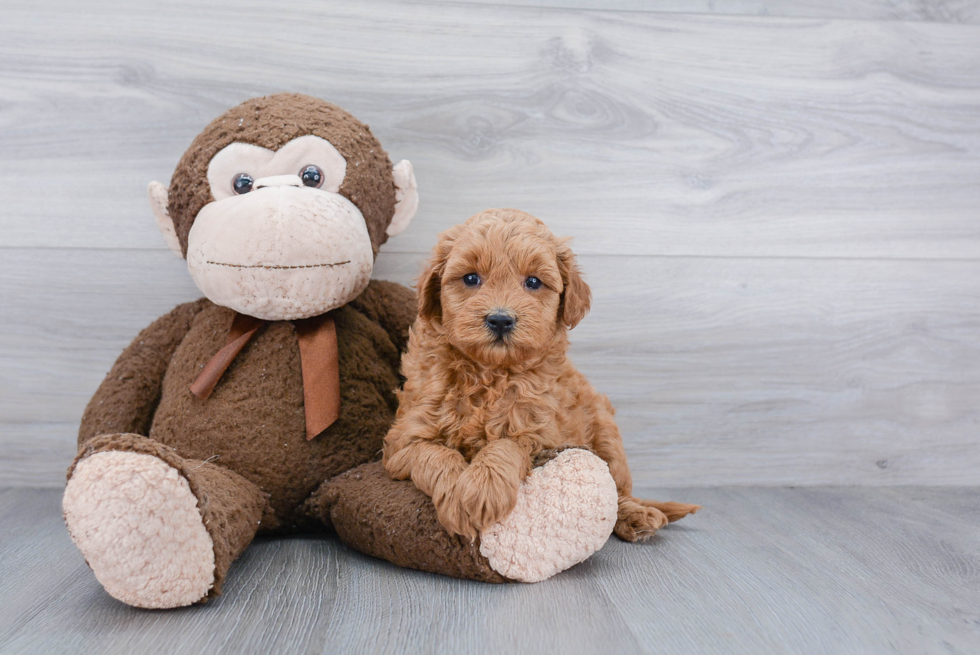 Small Mini Goldendoodle Baby