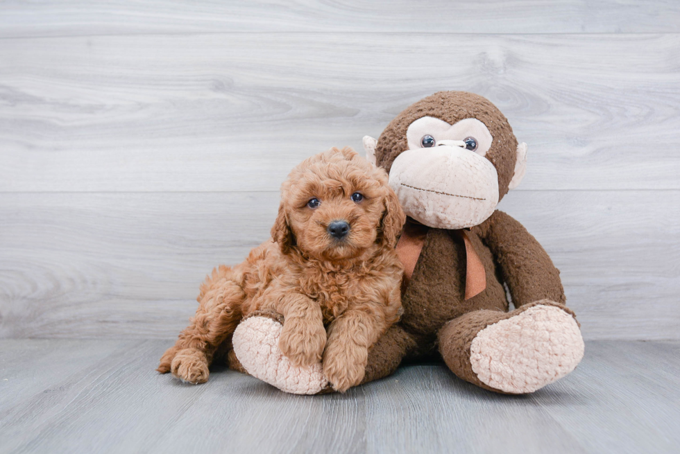 Friendly Mini Goldendoodle Baby