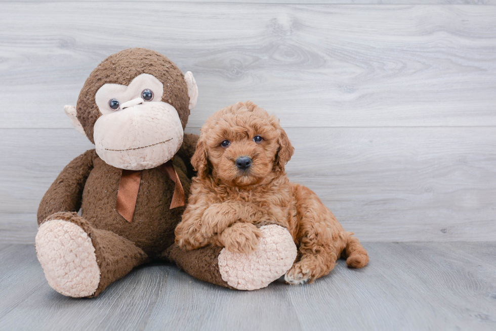 Mini Goldendoodle Puppy for Adoption