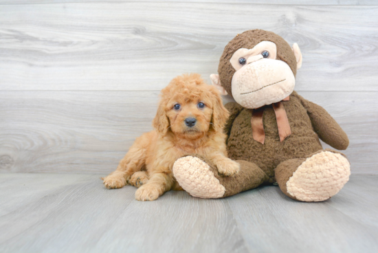 Playful Golden Retriever Poodle Mix Puppy