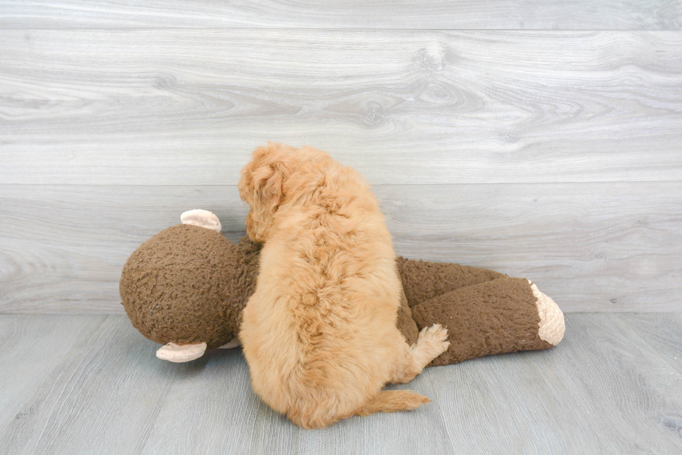 Mini Goldendoodle Pup Being Cute