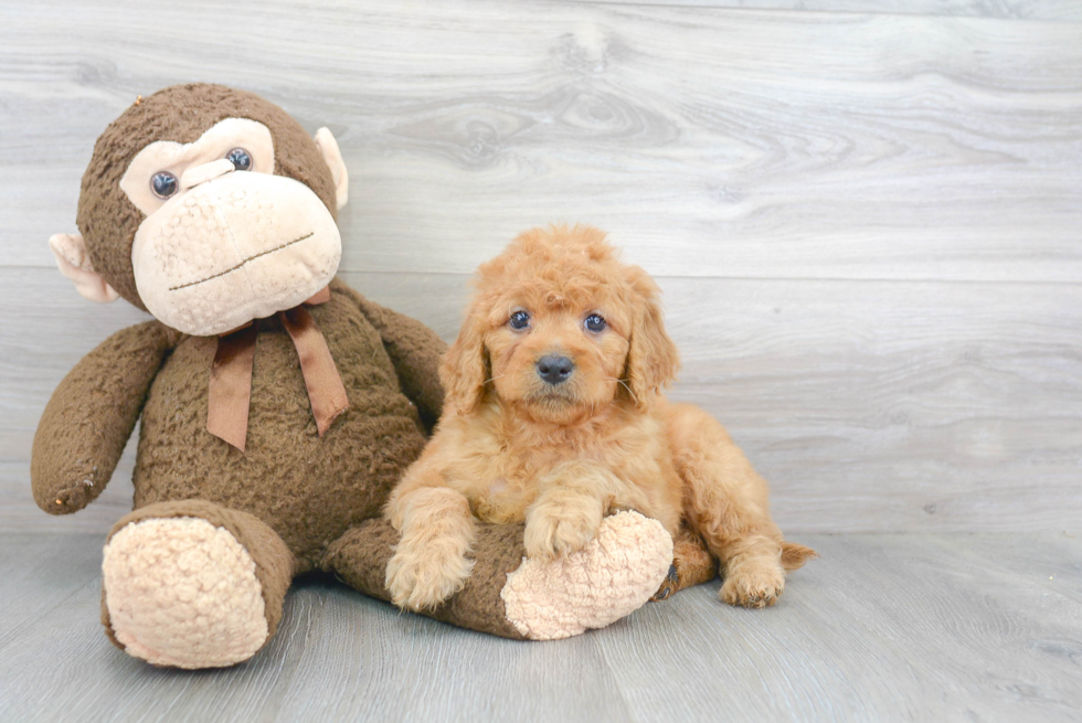 Hypoallergenic Golden Retriever Poodle Mix Puppy