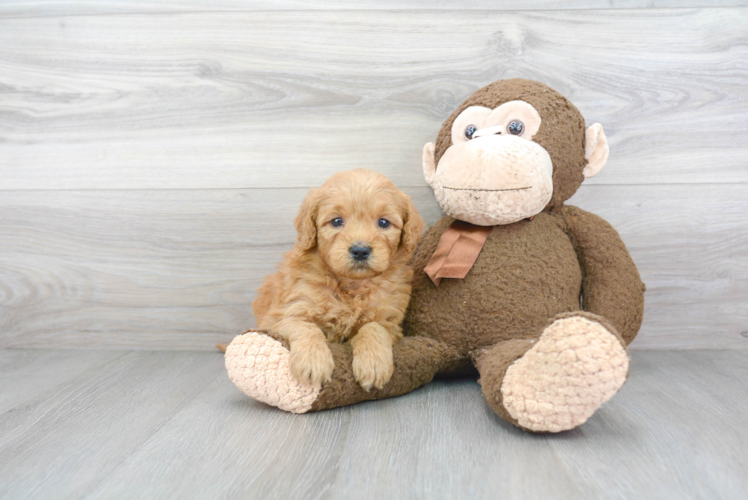 Best Mini Goldendoodle Baby