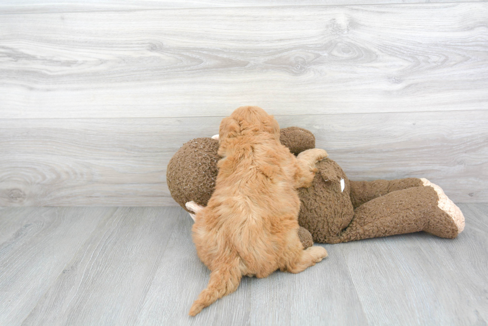 Best Mini Goldendoodle Baby