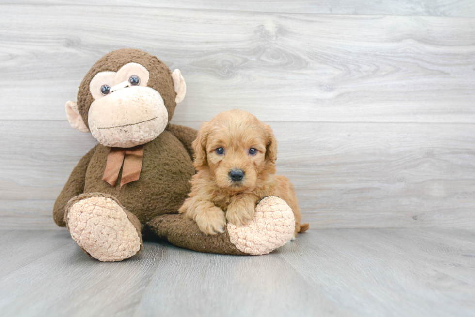 Sweet Mini Goldendoodle Baby