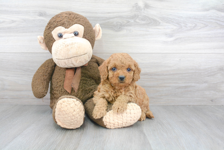 Mini Goldendoodle Pup Being Cute