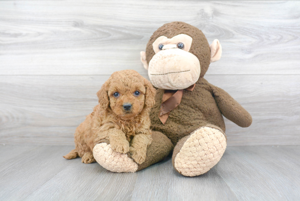 Petite Mini Goldendoodle Poodle Mix Pup