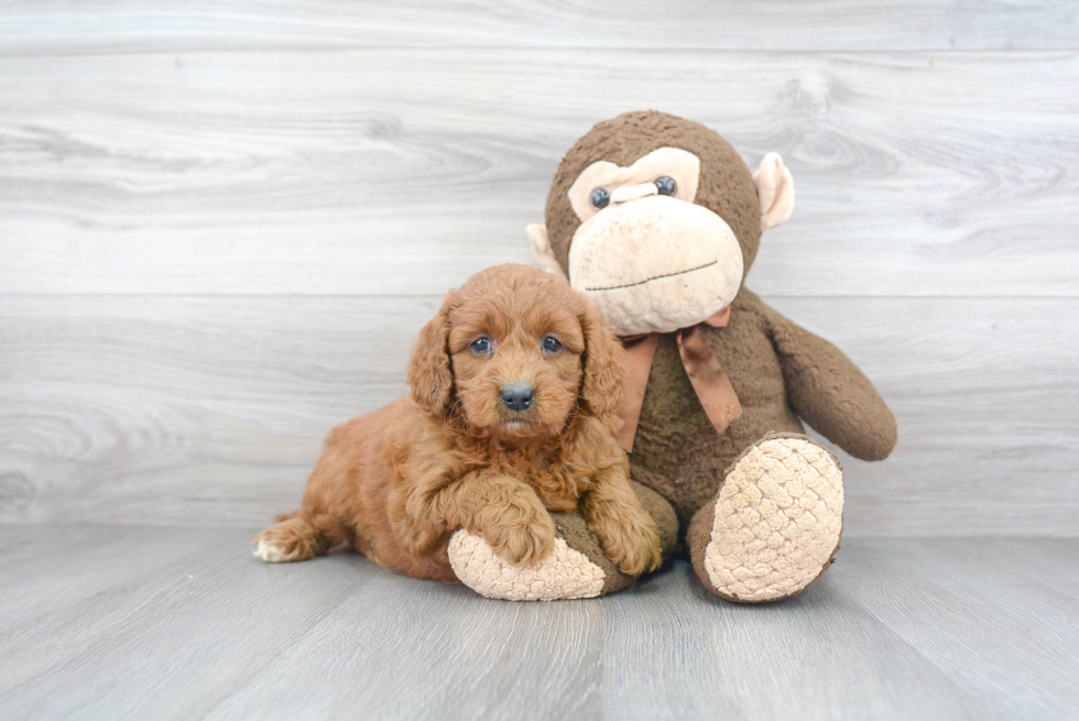 Happy Mini Goldendoodle Baby