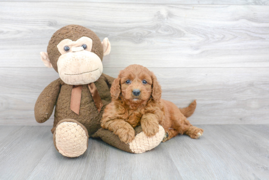 Mini Goldendoodle Puppy for Adoption