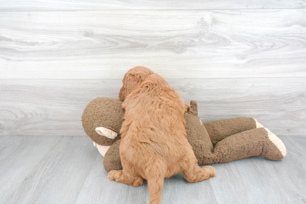 Popular Mini Goldendoodle Poodle Mix Pup