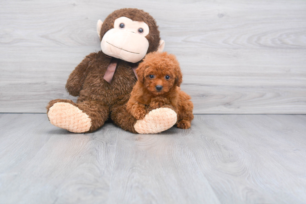 Popular Mini Goldendoodle Poodle Mix Pup