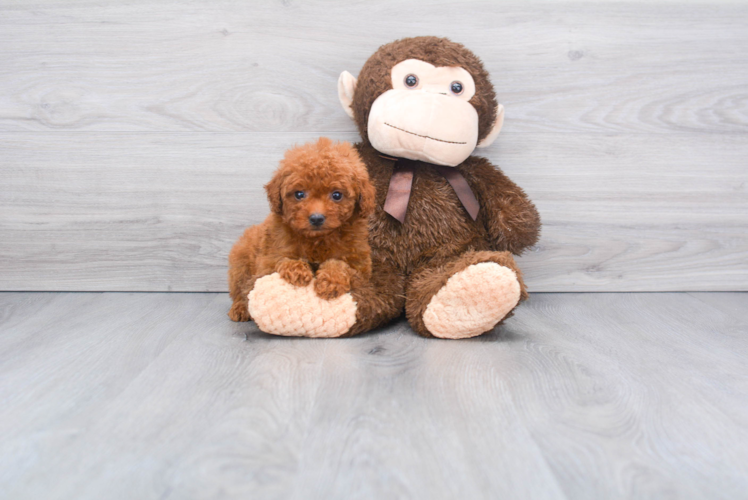 Mini Goldendoodle Pup Being Cute