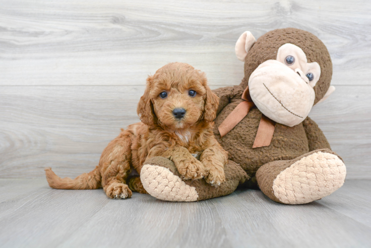 Popular Mini Goldendoodle Poodle Mix Pup