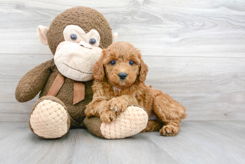 Mini Goldendoodle Puppy for Adoption