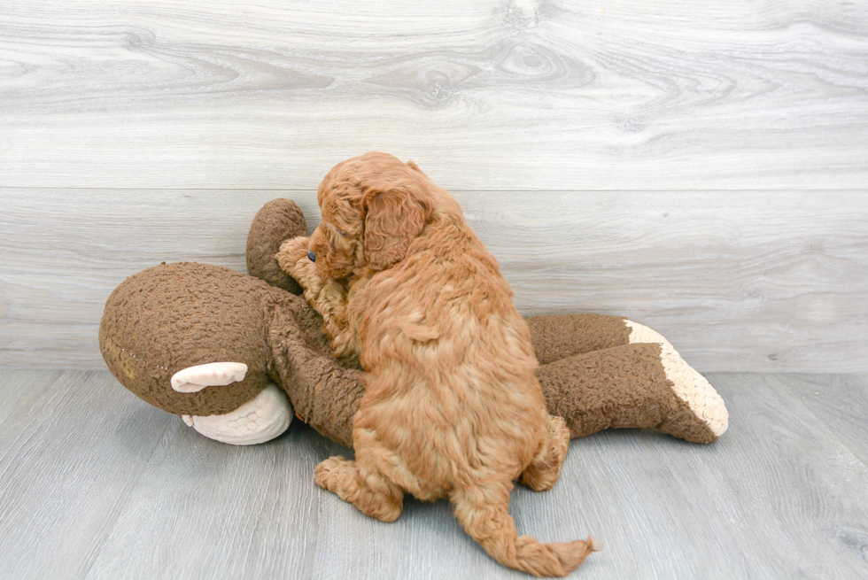 Mini Goldendoodle Pup Being Cute