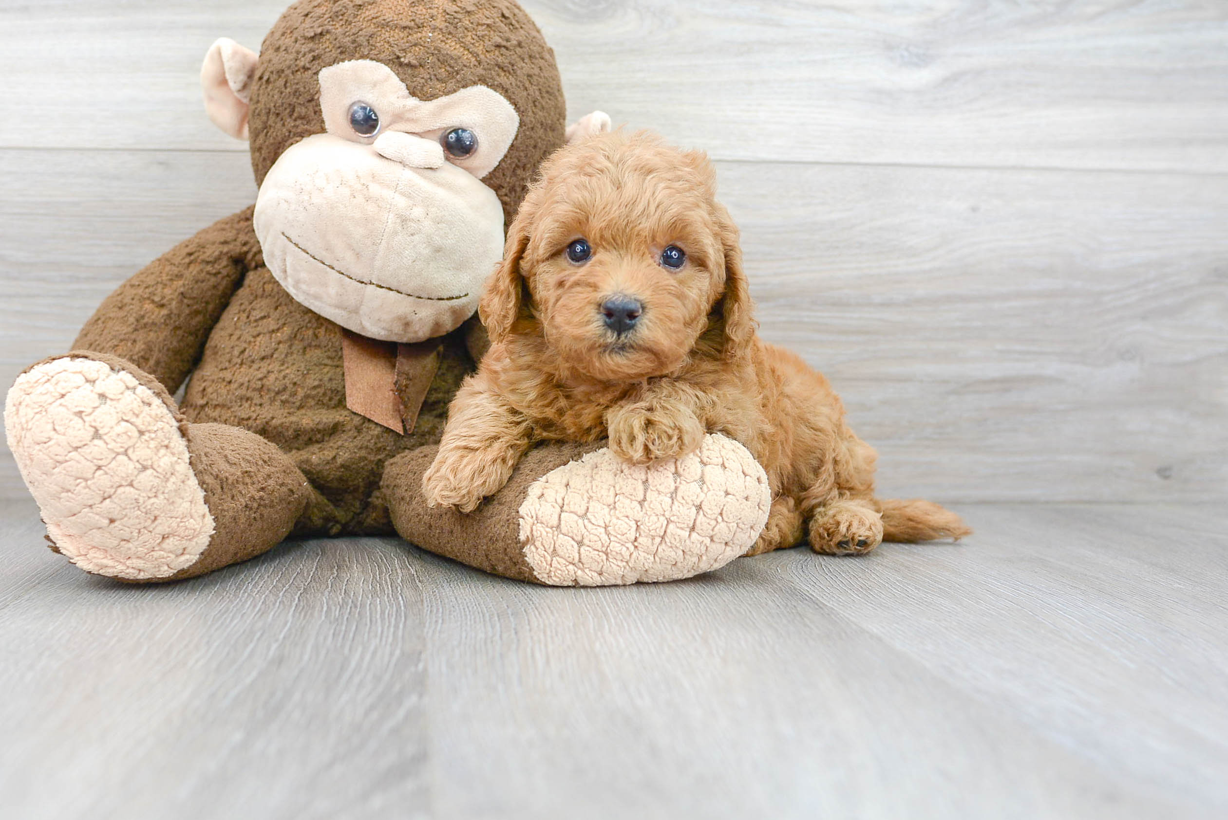Happy Mini Goldendoodle Baby