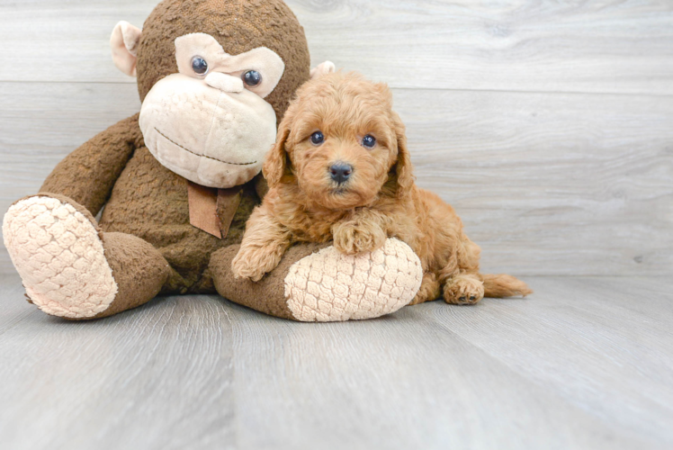 Happy Mini Goldendoodle Baby