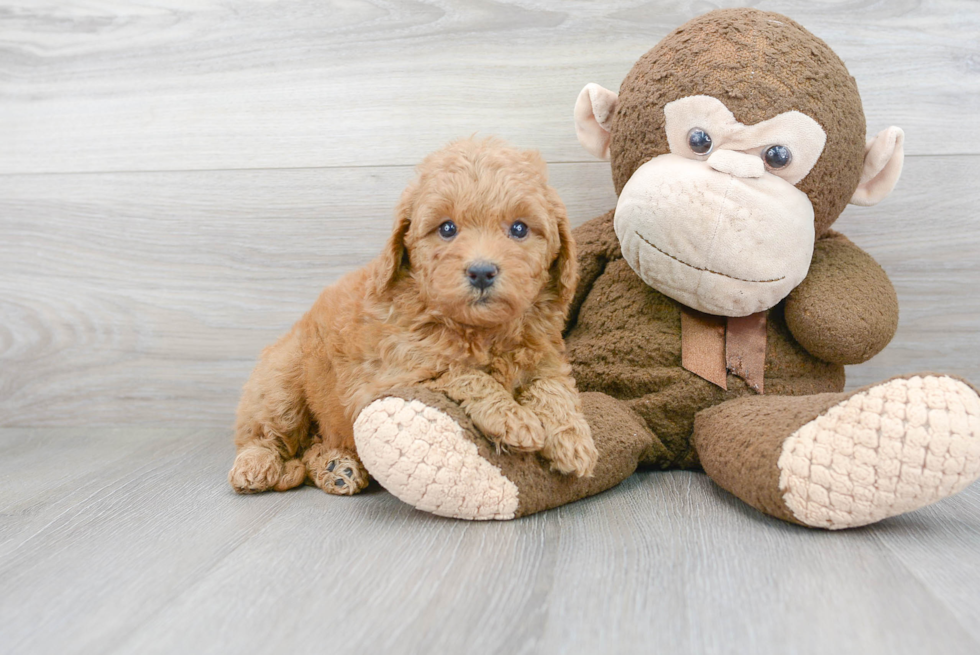 Energetic Golden Retriever Poodle Mix Puppy