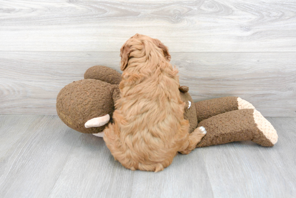 Friendly Mini Goldendoodle Baby