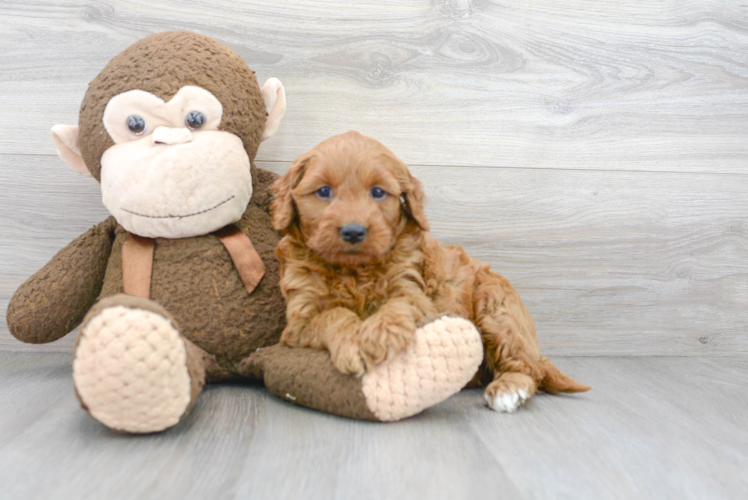 Best Mini Goldendoodle Baby