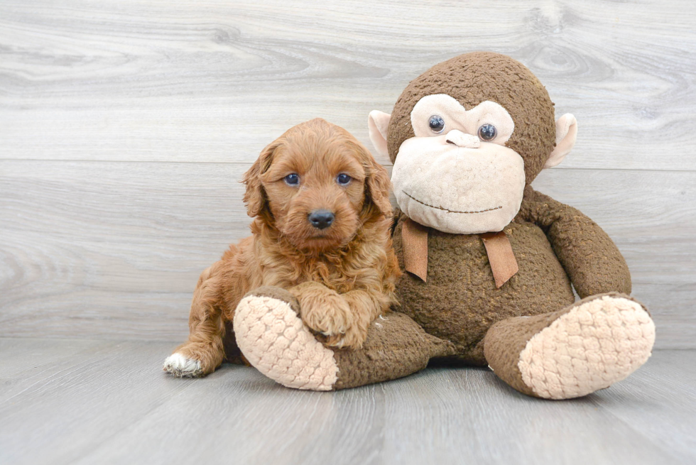 Popular Mini Goldendoodle Poodle Mix Pup