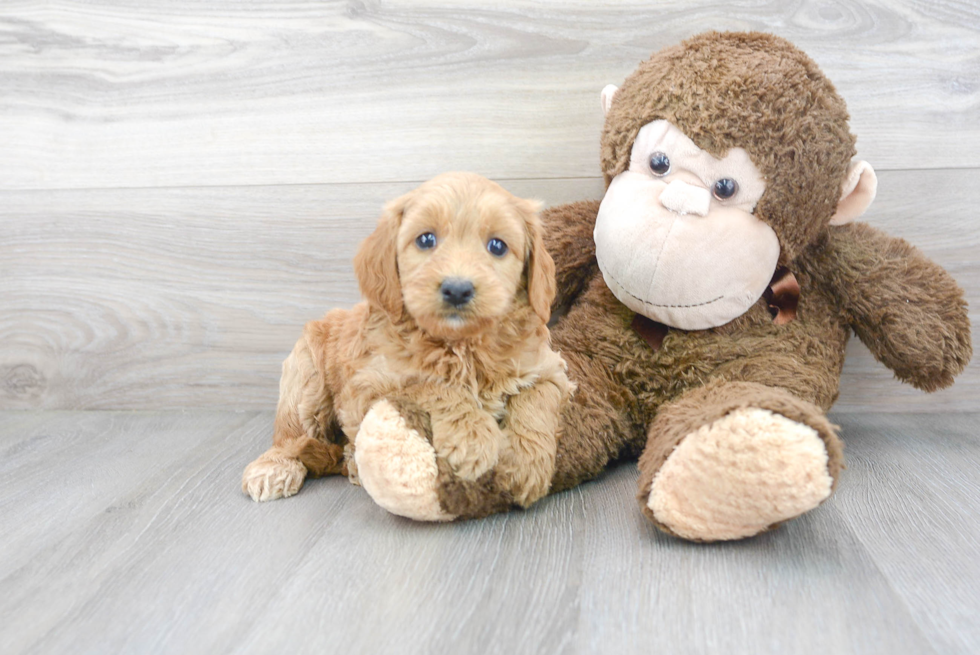 Best Mini Goldendoodle Baby