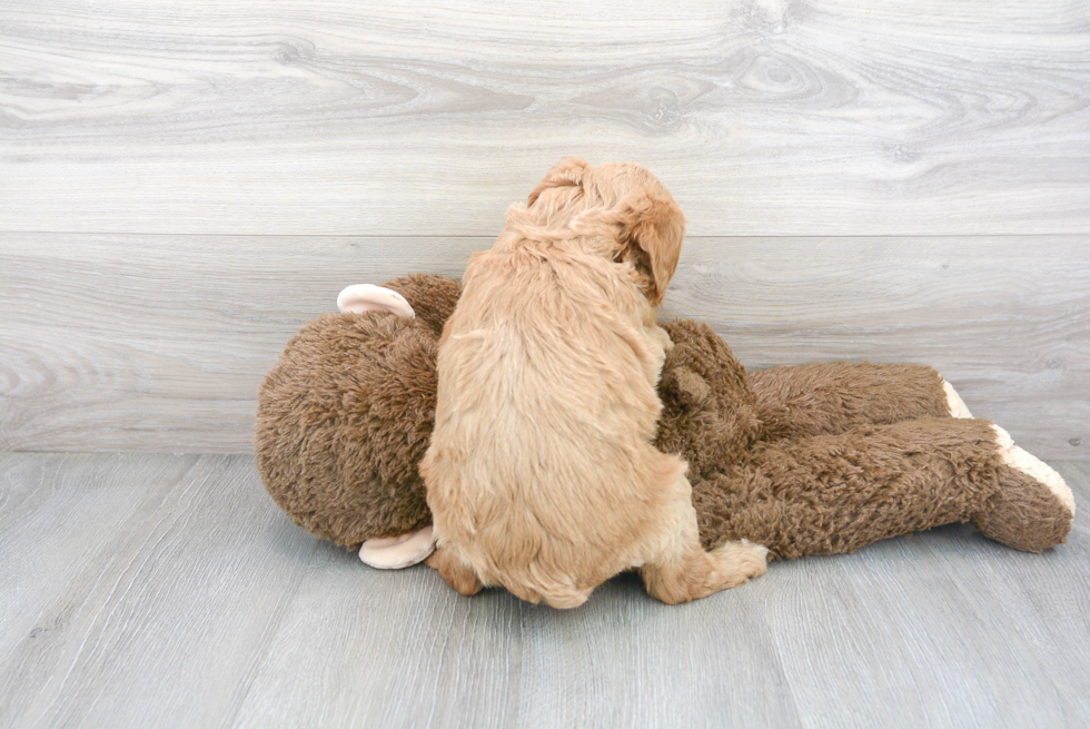 Playful Golden Retriever Poodle Mix Puppy