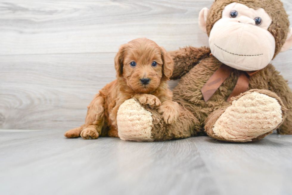 Cute Golden Retriever Poodle Mix Puppy