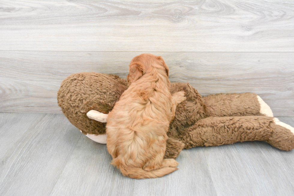 Best Mini Goldendoodle Baby
