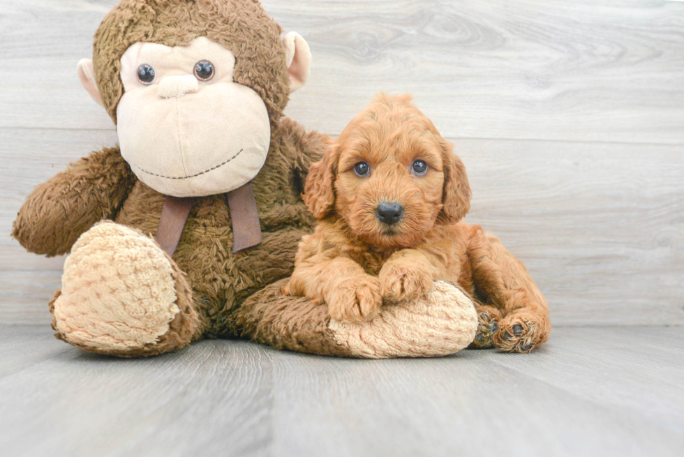 Small Mini Goldendoodle Baby