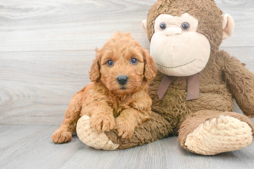 Smart Mini Goldendoodle Poodle Mix Pup