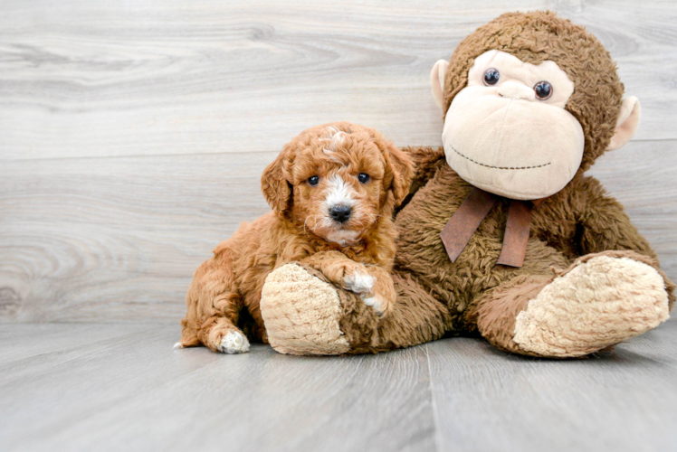 Best Mini Goldendoodle Baby