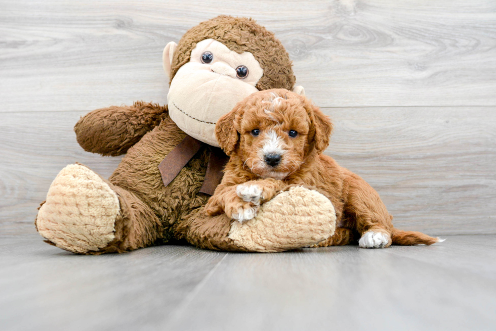 Best Mini Goldendoodle Baby