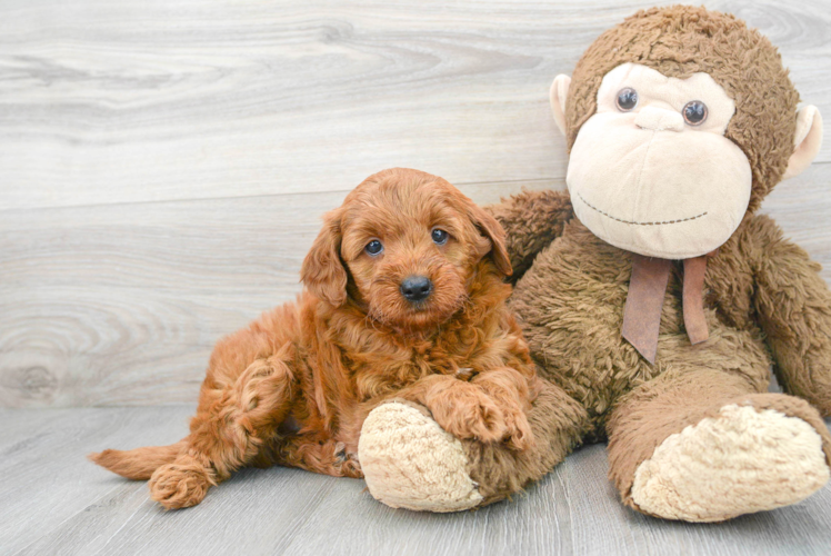 Sweet Mini Goldendoodle Baby