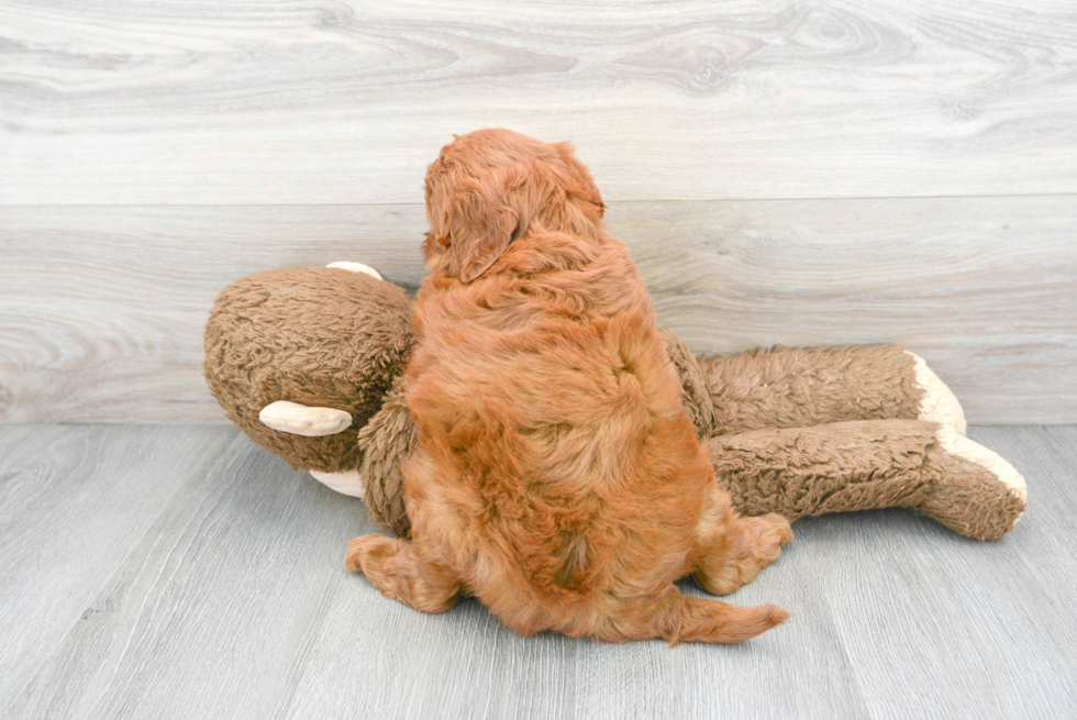 Mini Goldendoodle Pup Being Cute