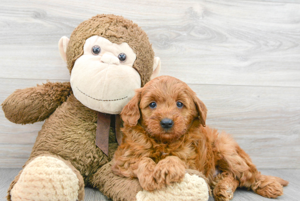 Best Mini Goldendoodle Baby