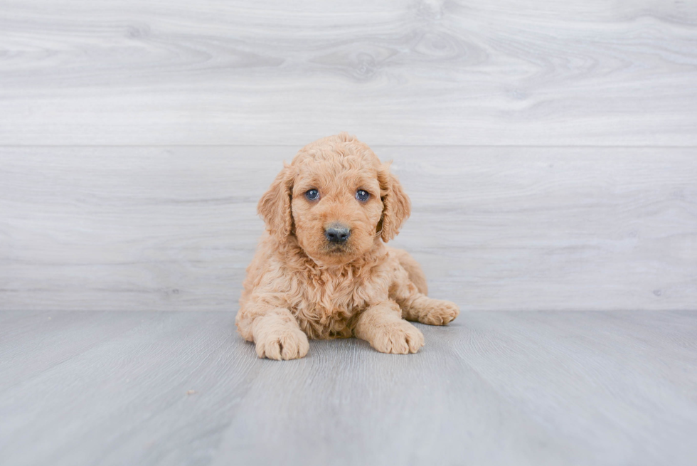 Best Mini Goldendoodle Baby