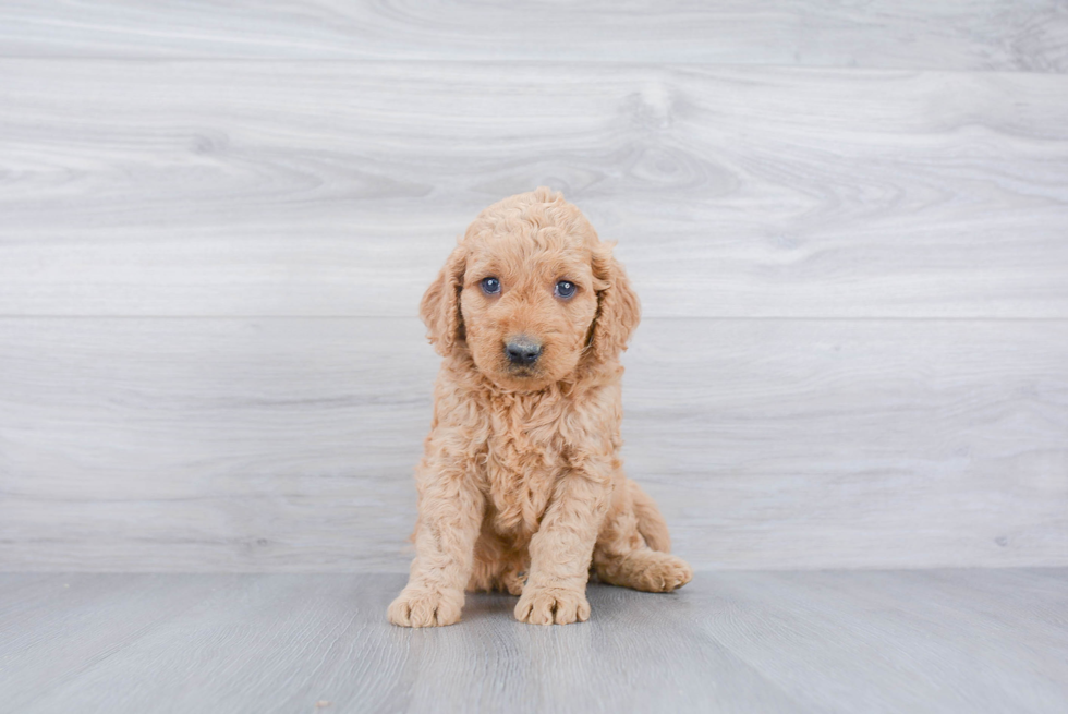 Mini Goldendoodle Pup Being Cute