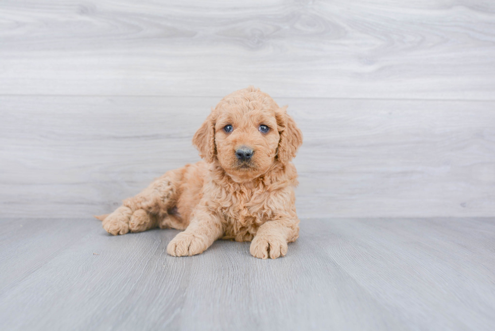 Cute Mini Goldendoodle Baby